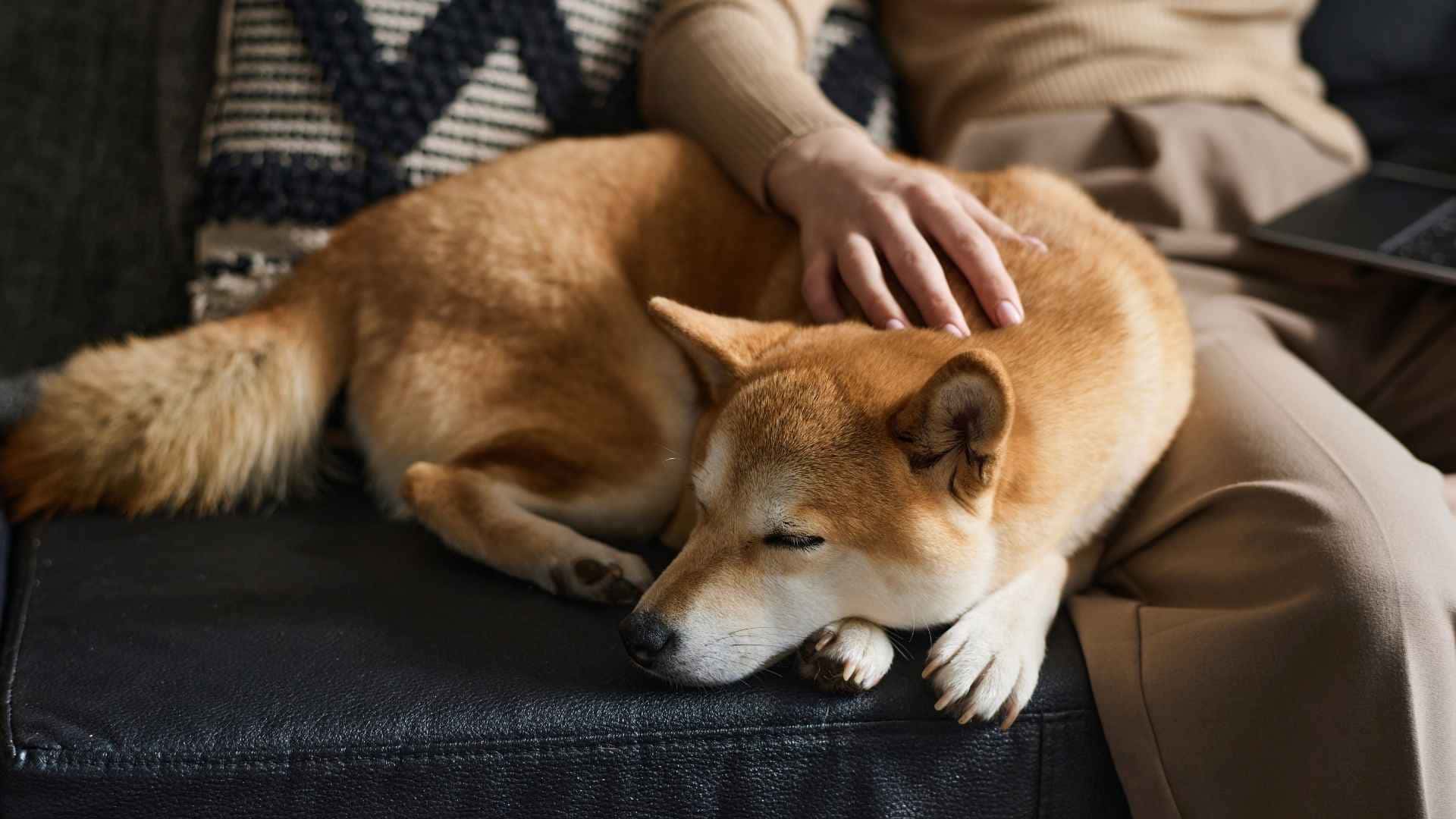 Perro con hernia discal